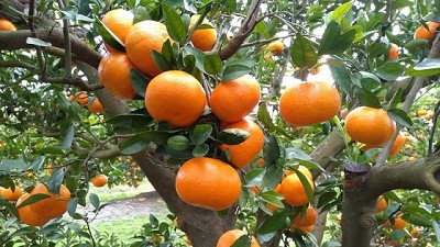 Biosoluciones para sacarle jugo a los cítricos