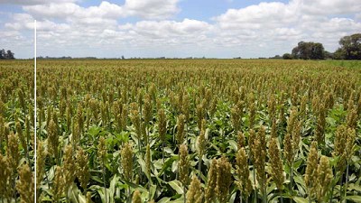 Las ventas anticipadas de sorgo ganan terreno respecto de 2019