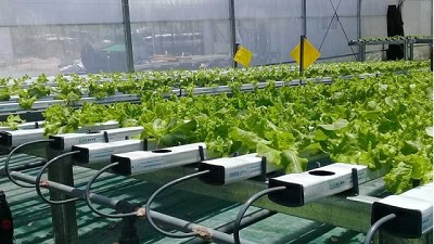 Cultivo en sustrato e hidroponía: una tecnología en auge