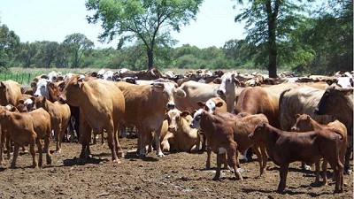 Pautas para potenciar el manejo del rodeo en condiciones extremas