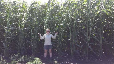 Estudio encuentra que el sorgo energético combina las virtudes de los cultivos bioenergéticos anuales y perennes
