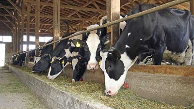 Estudio muestra que eliminar las vacas lecheras tiene impacto mínimo en el cambio climático
