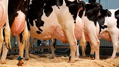 Fonterra se asocia con DSM para reducir las emisiones de metano en las vacas