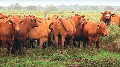 El Panorama mundial para el 2021 de las principales carnes