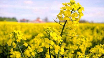 Las proteínas vegetales quieren ser protagonistas en la química verde
