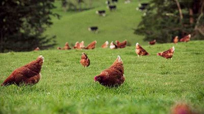 Sostenibilidad y huevos ricos en omega-3, las claves de una granja modelo en Nueva Zelanda