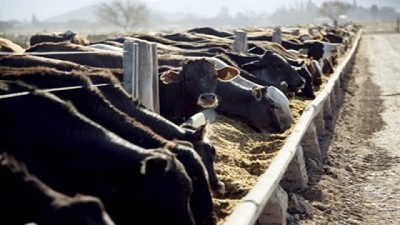 Renovación de autoridades en la Cámara Argentina de Feedlot