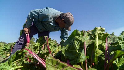 Resultados definitivos del Censo Nacional Agropecuario 2018
