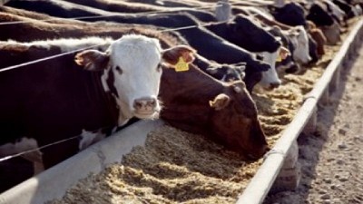 ¿Alargar la recría hace viable el feedlot?