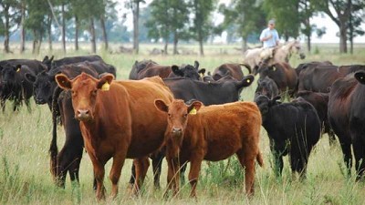 La Argentina exportará la genética Angus a España