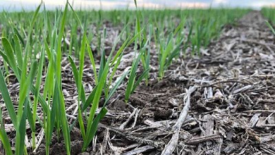 Roya amarilla, principal amenaza sanitaria para la próxima campaña fina 