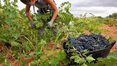 Brasil facilita el ingreso de uvas argentinas