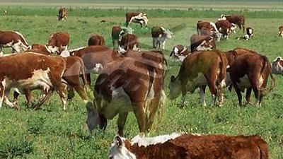 Cómo reducir el uso de antibióticos en la ganadería intensiva