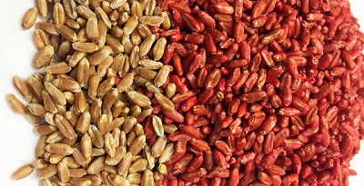 Un tratamiento con Zinc para semillas de trigo.