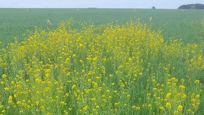 Cerca de la siembra de trigo, el control de malezas con un modo de acción novedoso para el cultivo
