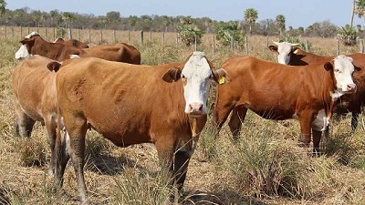 Pautas de manejo ante la falta de reservas forrajeras