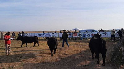 Gran calidad de reproductores Angus en las pruebas pastoriles pampeanas