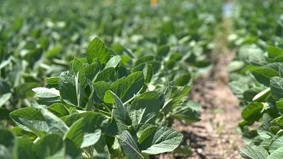Corteva continúa sumando soluciones a su portafolio de herbicidas