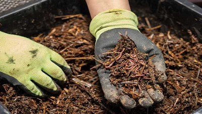 Manejo de la fertilidad del suelo: Materia orgánica y microorganismos