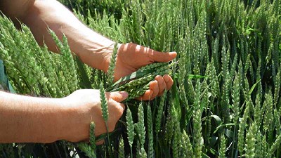 Por qué es importante proteger al cultivo desde la semilla