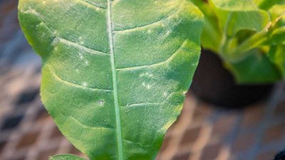Estudian los mecanismos que utilizan los virus para infectar plantas