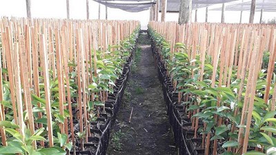 Fertilizantes de liberación controlada, para un trasplante que asegure la salud del cultivo
