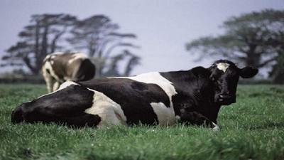 Panóptico lechero global en julio de 2021