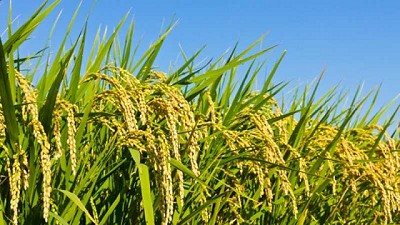 Evolución de la producción de arroz en argentina