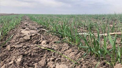 Variabilidad en la respuesta a la fertilización en cultivares de trigo y cebada cervecera en un escenario de déficit hídrico
