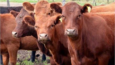 La carne argentina genera emisiones por debajo de valores internacionales