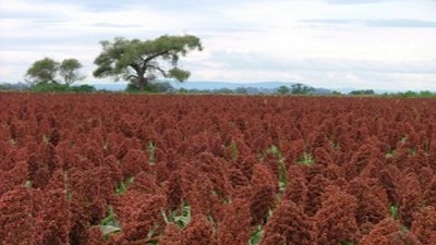 Rodríguez destacó el potencial de la producción de sorgo