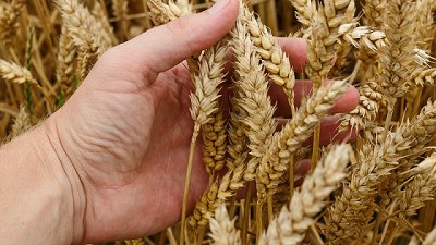 Trigo: manejo de nutrientes, casos de éxitos para aumentar su producción y cómo dar batalla a las malezas del cultivo en el IX Congreso Nacional de Tres Arroyos