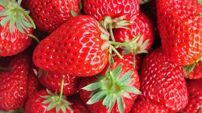 Baja histórica del río Paraná afecta producción de frutillas en Argentina