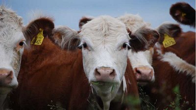 La Argentina apuesta al crecimiento de la producción ganadera