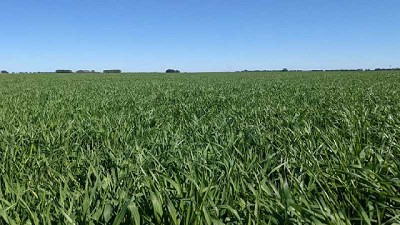 Heladas sobre el centro y sur del área agrícola podrían comprometer la producción de los cereales de invierno
