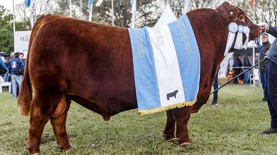 La Cabaña Santa Rosa se alzó con el Gran Campeón en la Primavera de Angus
