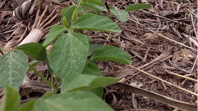 Monitoreo de plagas en cultivos de Soja y Maíz