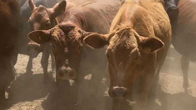 Se recupera la faena y el mercado busca su equilibrio