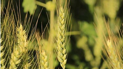 Estimación del resultado económico de trigo para la campaña agrícola 2021/2022 en Córdoba