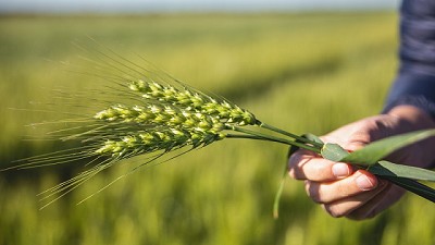 Genética y sanidad hacen que el trigo suba de nivel