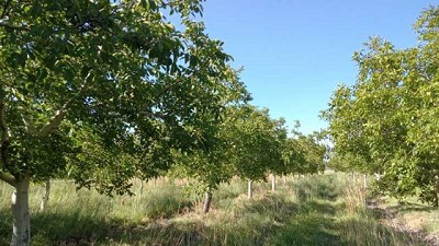 Nogales: evalúan estrategias de control sustentable de plagas