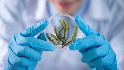 CRISPR: La controversia detrás de la edición del genoma en alimentos
