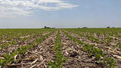 Nutrición: clave para que la soja rinda hasta un 32 % más