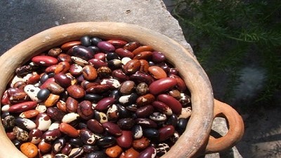 El Poroto, un cultivo que crece en el norte argentino de la mano de la vida saludable