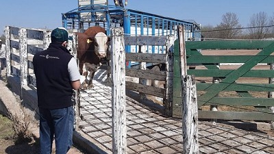 Primera campaña anual de vacunación contra la fiebre aftosa y la brucelosis
