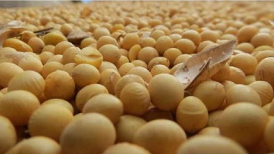Cultivos comienzan a fijar los rindes gracias a las últimas aguas