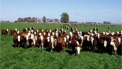 Recalculando agricultura y ganadería ante frente interno y externo en conflicto; por Ricardo Bindi