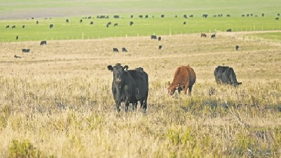 La reposición acompaña firmeza del ganado gordo