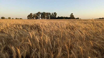 Rusia, Ucrania y un conflicto que atraviesa la producción argentina de trigo