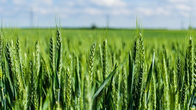 Lanzan Calculadora de Huella de Carbono para el cultivo de Trigo